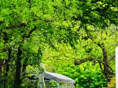 -树山生态村