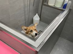 -宠福鑫康馨动物医院·骨科·眼科