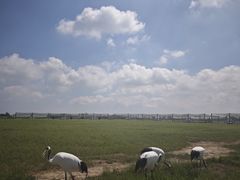 -盐城丹顶鹤湿地生态旅游区