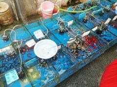 -清平路水族市场