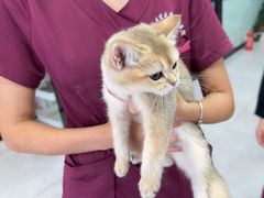 -中农大我爱我爱动物医院·核磁CT·猫病·24小时夜诊中心(石佛营店)