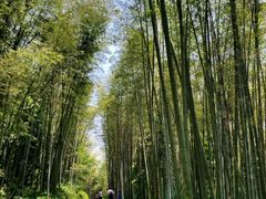 -缙云山景区