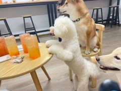 -柴迷FANS CLUB·柴犬狗咖·猫咖