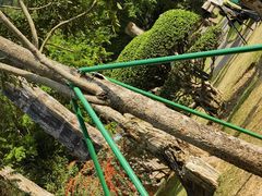 -深圳仙湖植物园