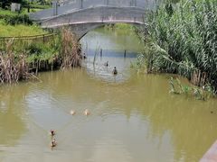 -王借岗森林公园