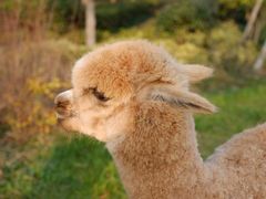 -杭州桐庐康莱德酒店西餐厅-舍