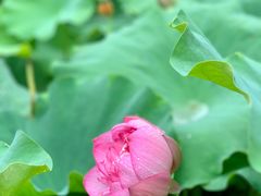 -陈家山荷花公园