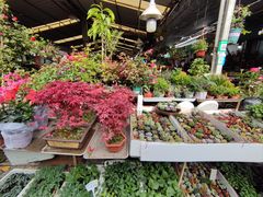 -曲阳花鸟市场(曲阳路店)