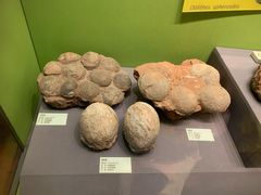 -天津自然博物馆