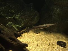 -悉尼海洋生物水族馆
