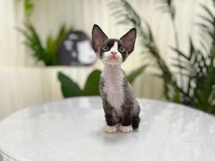 -山宅一喵德文卷毛猫舍