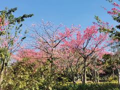 -风云岭森林公园