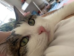 -宠爱国际动物医院·消化内科·心肾内科·ISFM猫友好(望京店)
