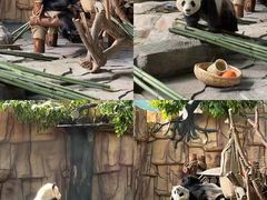 -泉州海丝野生动物世界