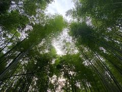 -广州市石门国家森林公园