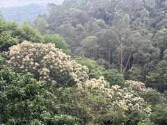 -火炉山森林公园