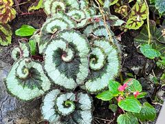 -国家植物园南园