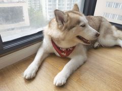 -Husky Go! 哈士奇体验馆·宠物咖啡厅狗咖