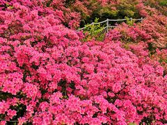 -木兰云雾山