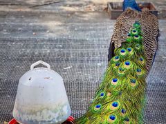 -福建鲤鱼洲酒店