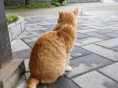 -香山公园
