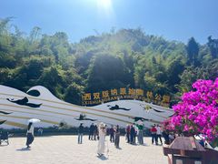 -西双版纳原始森林公园