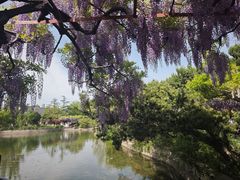 -嘉定紫藤园