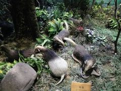 -陕西自然博物馆