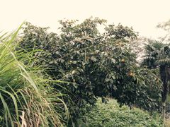 -公盂村