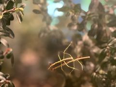 -上海昆虫博物馆