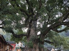 -杨家堂村