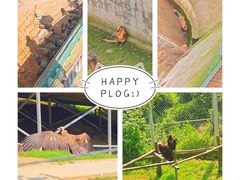 -西霞口神雕山野生动物世界