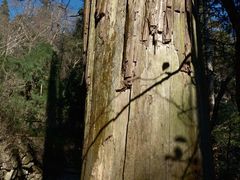 -天目山大树王景区