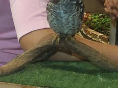 -清迈夜间动物园