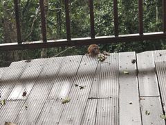 -普洱太阳河森林公园