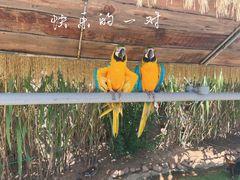 -西霞口神雕山野生动物世界