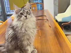 -欣宠猫屋·矮脚拿破仑·蓝金金渐层
