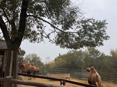 -青藏高原野生动物园
