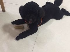 -1013 PET SHOP 宠物商店(近铁城市广场店)