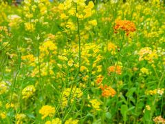 -艾溪湖湿地公园