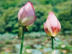 -福建鲤鱼洲酒店