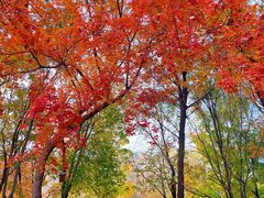 -大兴滨河森林公园