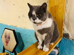 -猫小院猫主题咖啡厅(北锣店)