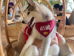 -Husky Go! 哈士奇体验馆·宠物咖啡厅狗咖