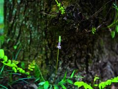 -杭州植物园