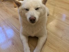 -柴の食堂·日式家庭料理·熊之肆(大学路店)