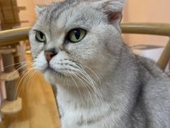 -猫咪派对(江南西店)
