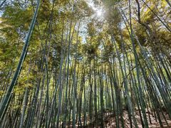 -上海佘山国家森林公园天马山园