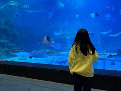 -烟台海昌鲸鲨海洋公园