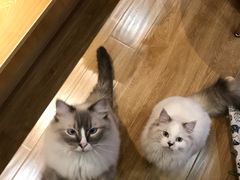 -滚猫咖啡·猫咖·猫友好撸猫(未来城店)